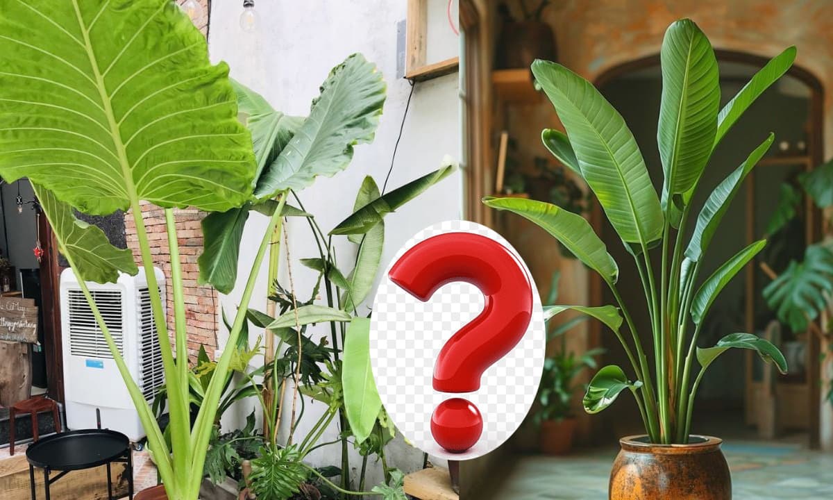 Cây cảnh lá to hay cây lá nhỏ mang ý nghĩa tốt hơn về mặt phong thủy? Đây là bí mật của năng lượng thịnh vượng trong không gian sống