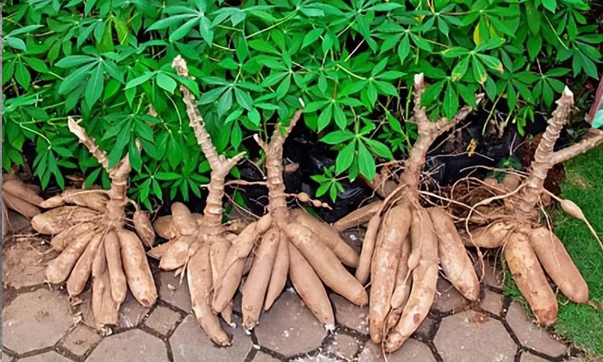 Tại sao người châu Phi vẫn trồng sắn trên diện rộng mặc dù nó độc? Họ không sợ bị độc nếu ăn hàng ngày sao?