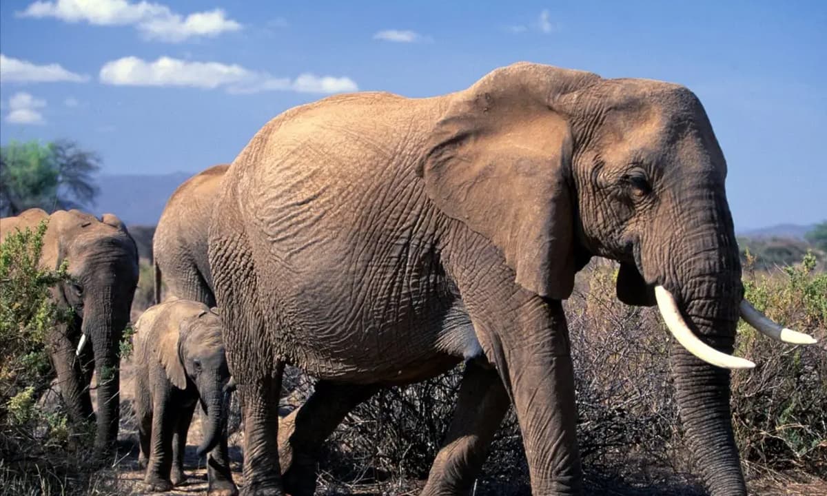 Voi cho sản lượng thịt nhiều gấp 20 lần lợn, vậy tại sao con người không nuôi voi để ăn?