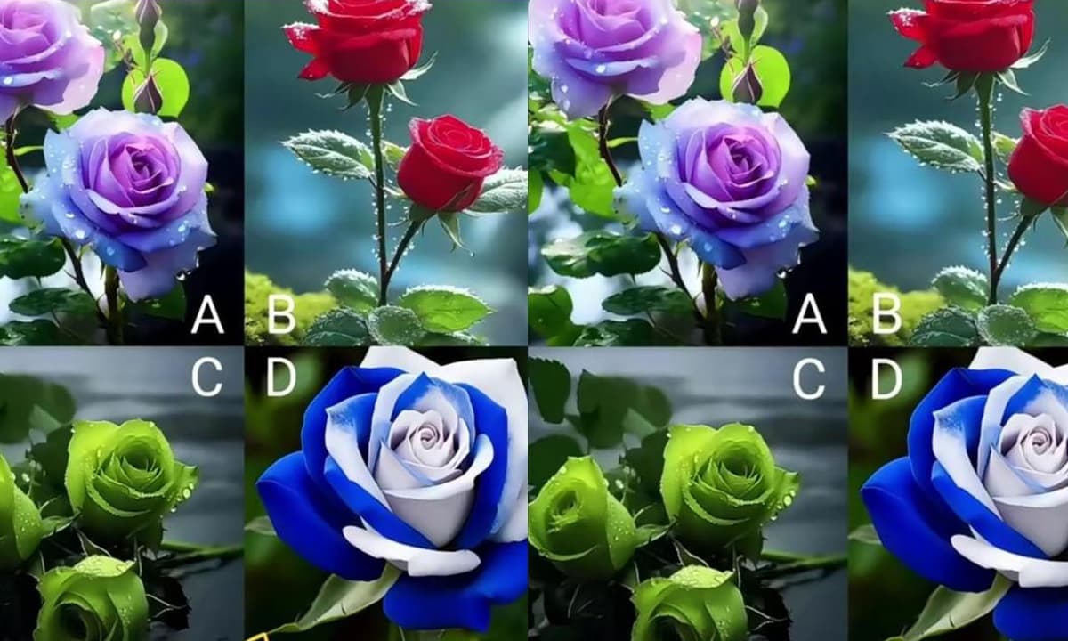 Trắc nghiệm tâm lý: Chọn loại hoa hồng yêu thích của bạn và kiểm tra mức độ quyến rũ của bạn!