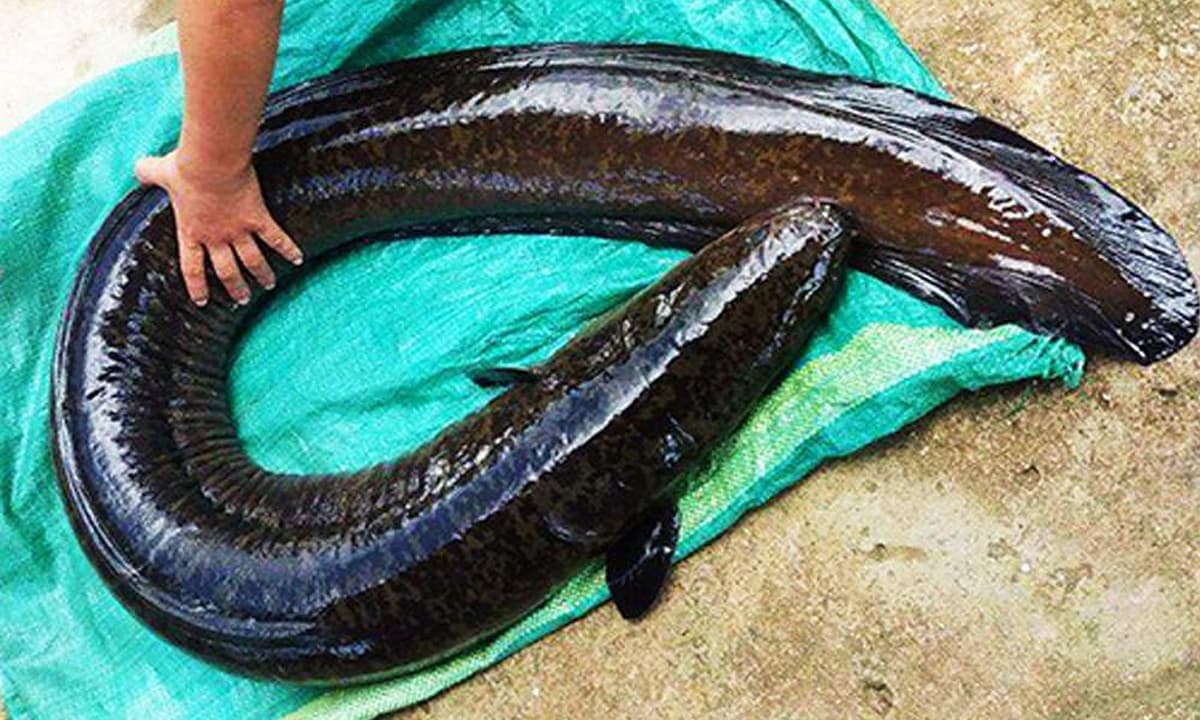 Loài cá tại Việt Nam được ví như 'linh dược của đàn ông', giá có thể lên tới 4 triệu/con, muốn mua phải đặt trước