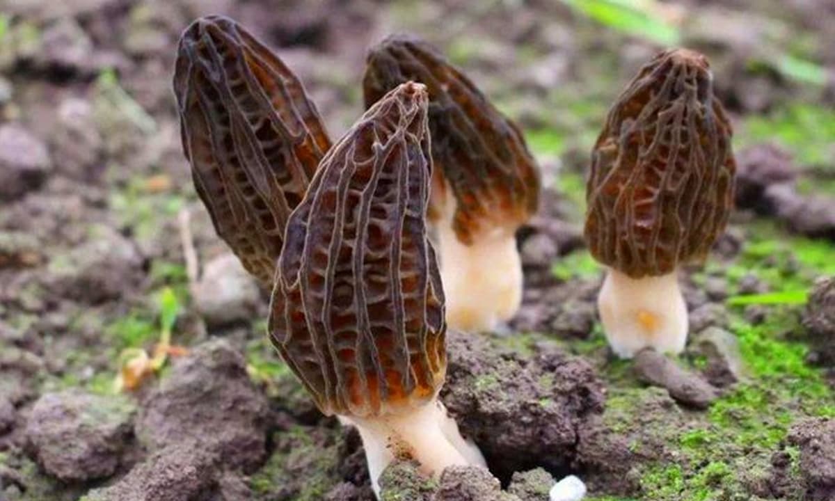 Cây mọc dại ở Việt Nam, sang 'trời Tây' được săn đón, bán 13 triệu đồng/kg