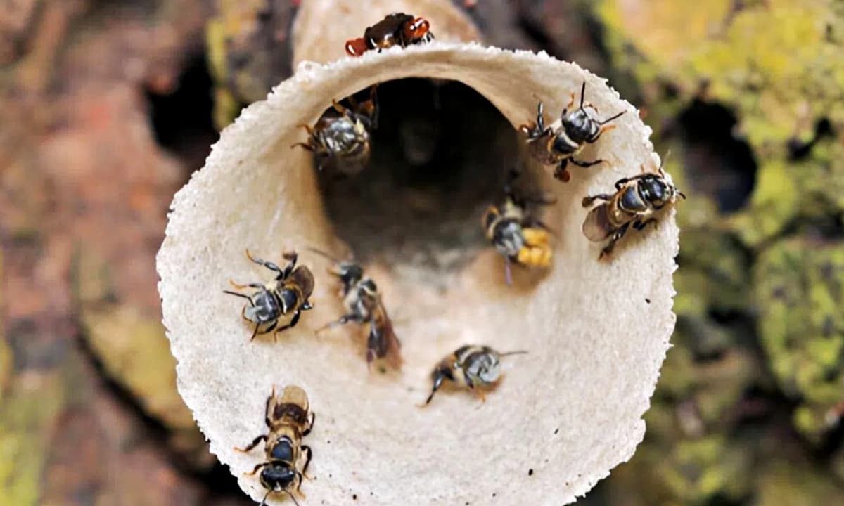 Nuôi loài chăm chỉ nhất nhì thế giới, nghe tên là 'ngượng đỏ mặt', anh nông dân hái 'vàng lỏng' thu lãi đậm