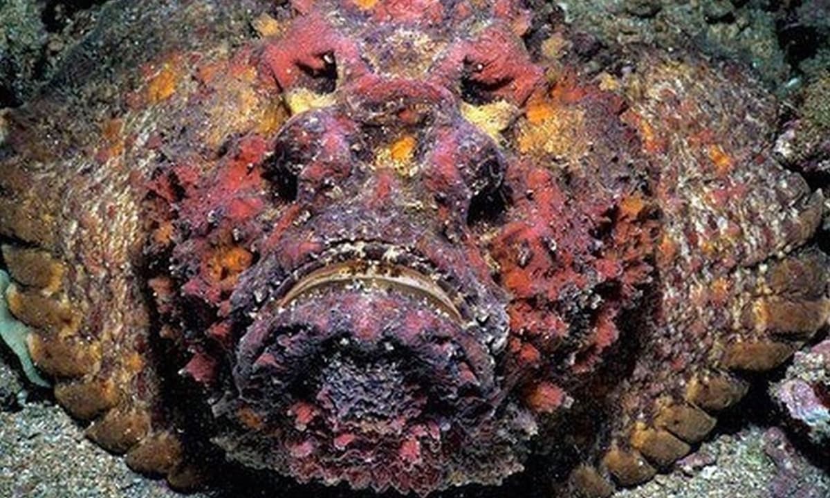 Loài cá xấu xí nhất Việt Nam: Là đặc sản trứ danh một vùng