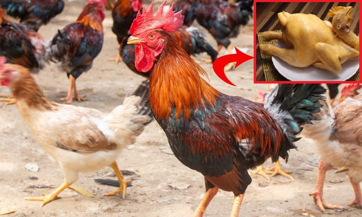 Người bán gà lâu năm tiết lộ cách phân biệt gà non và già khi mua còn sống