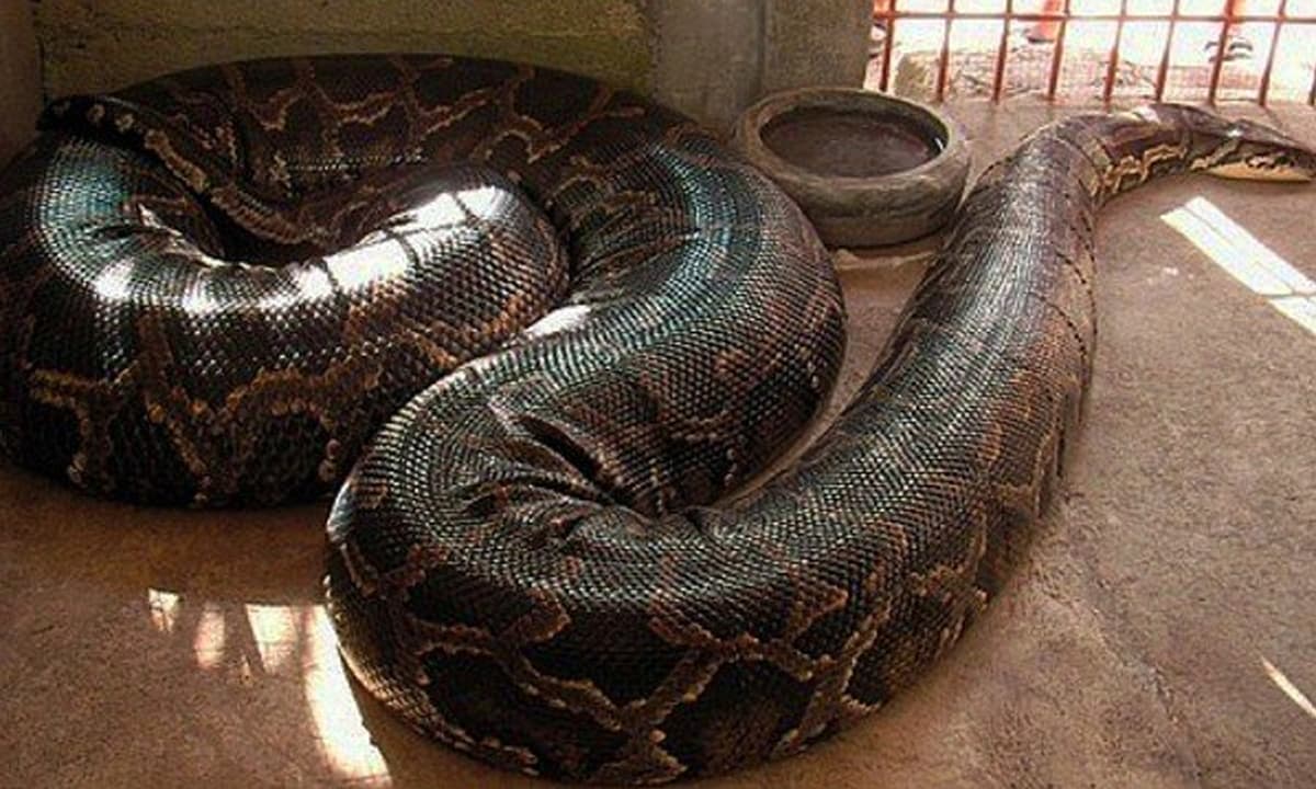 Loài rắn dài nhất thế giới: Ở Việt Nam cũng có, từng ghi nhận cá thể đạt gần 10 mét