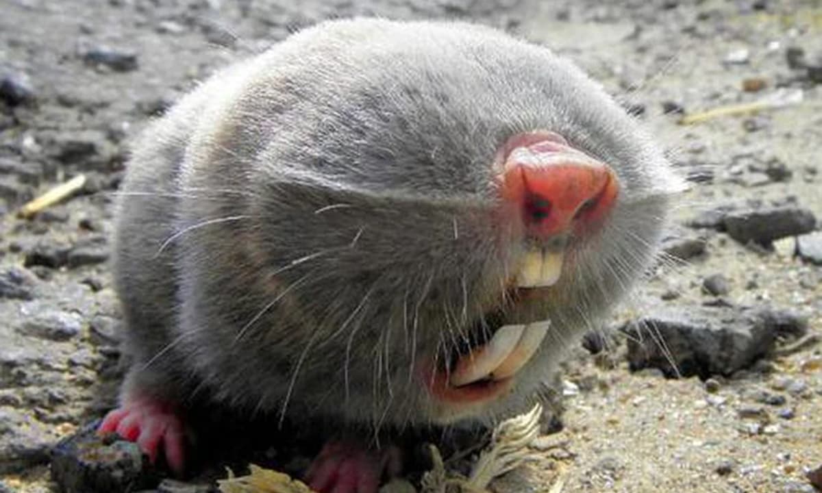 Loài động vật chưa từng ghi nhận trên thế giới bỗng xuất hiện tại một khu rừng ở Thanh Hóa