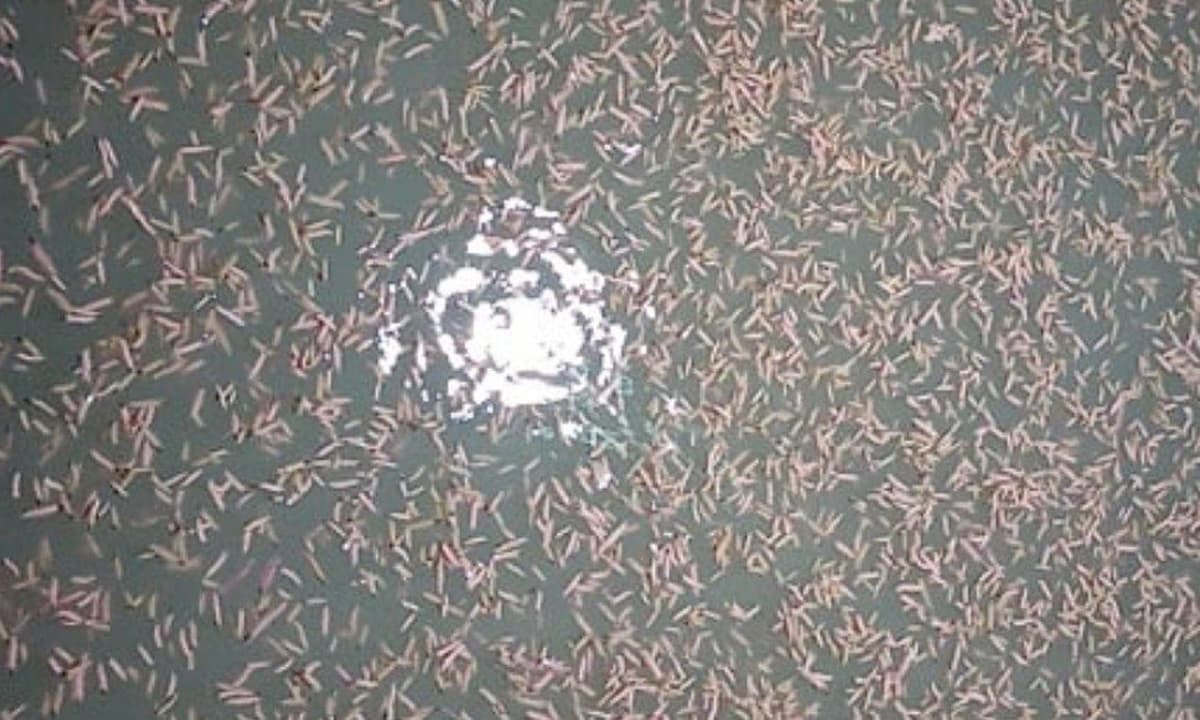 Người dân rọi đèn bắt 'lộc trời' xuất hiện lúc nửa đêm, giá 400.000 đồng/kg vẫn đắt hàng