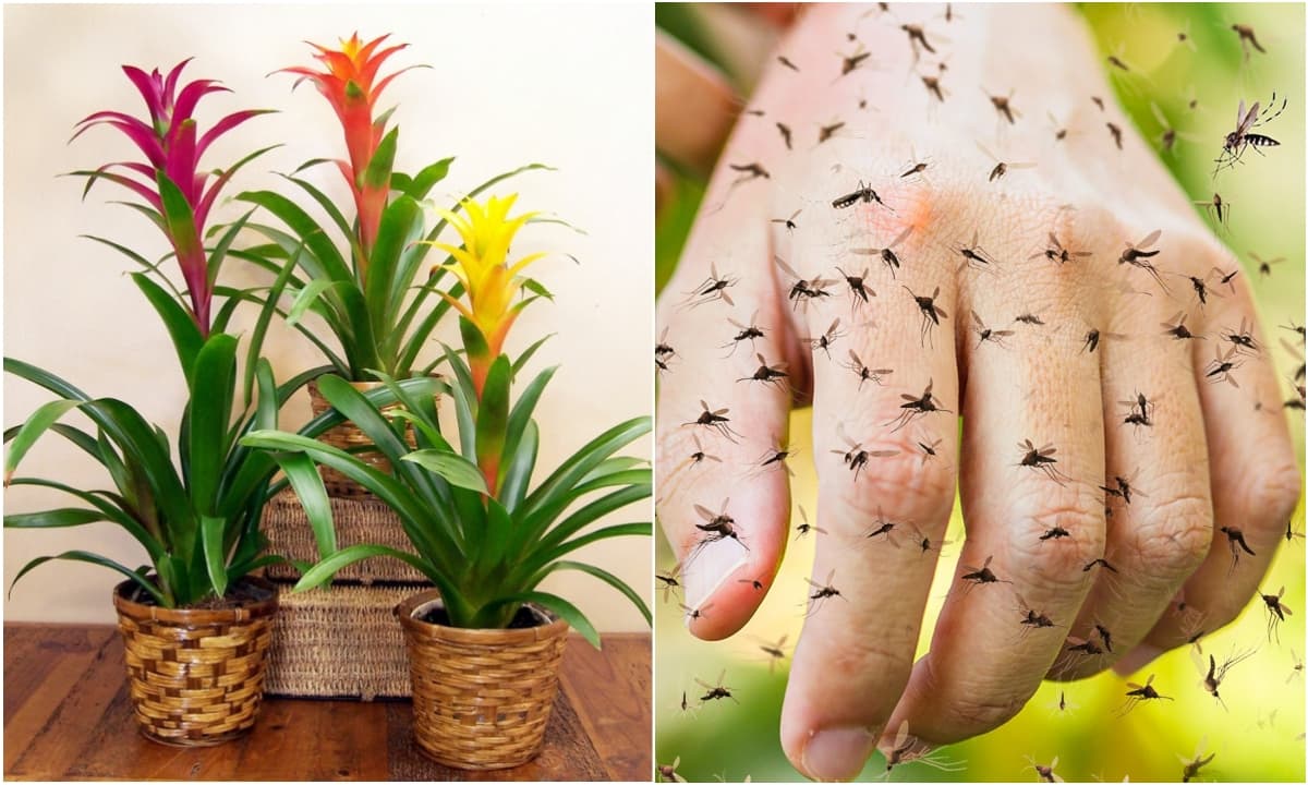 Cảnh giác: 5 loại cây quen thuộc có thể biến nhà bạn thành 'ổ muỗi' mà không hề hay biết