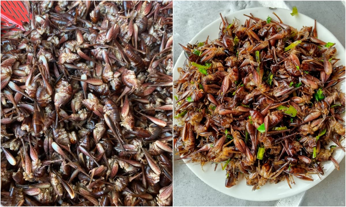 Loài tôm kỳ lạ biết leo cây ở Lạng Sơn: Đặc sản giá nửa triệu đồng/kg vẫn được dân sành ăn săn lùng