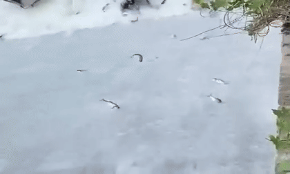 Quảng Ngãi: Người dân liều mình đứng dưới dòng nước chảy xiết bắt cá ở bờ tràn, bất chấp nguy hiểm