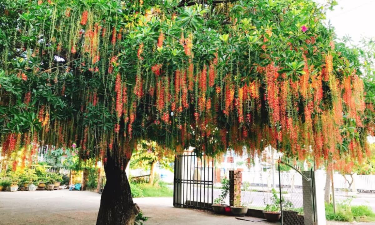 Người thuộc 2 mệnh này trồng cây lộc vừng như chôn vàng trong sân, cây càng tốt gia đình càng đại phú đại quý