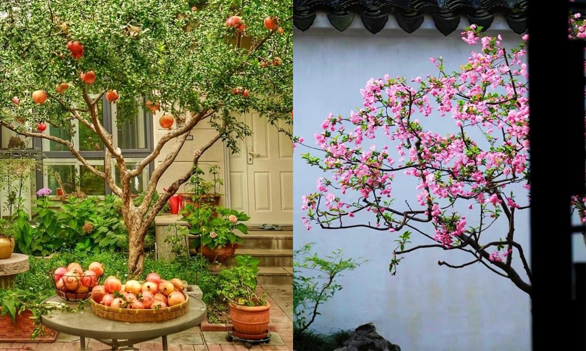 5 loại cây trồng sân vườn vừa hợp phong thủy, lại tăng vượng khí