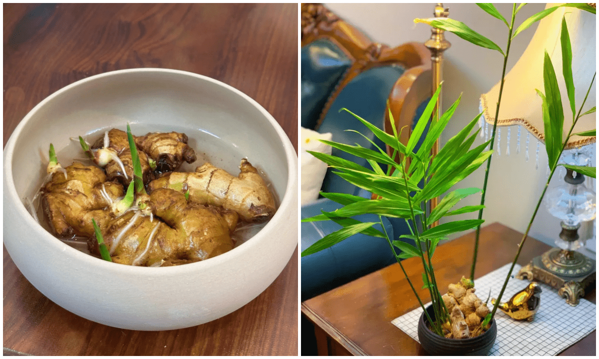 Trồng chậu gừng phong thủy: Cách chăm ra hoa để tài lộc đến, phú quý về