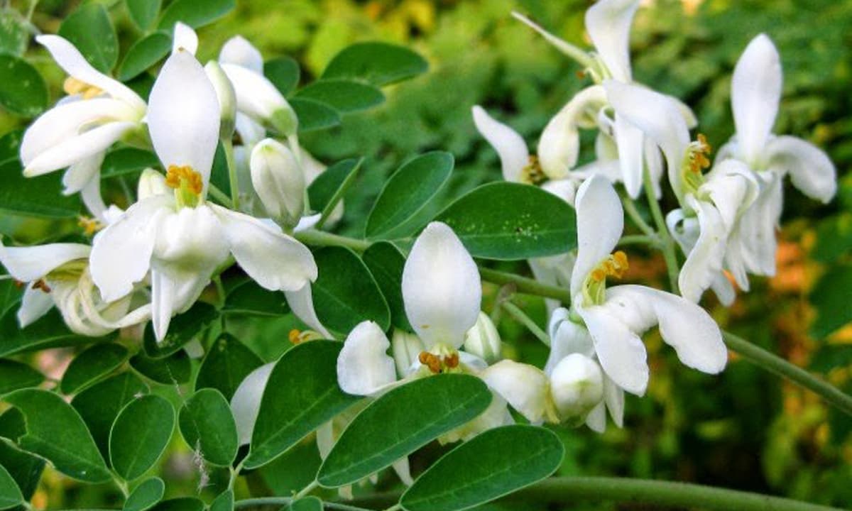 Trà xanh không phải là 'Vua chống oxy hóa', loại lá 30.000đ/kg chợ Việt bán đầy này mới là Quán quân