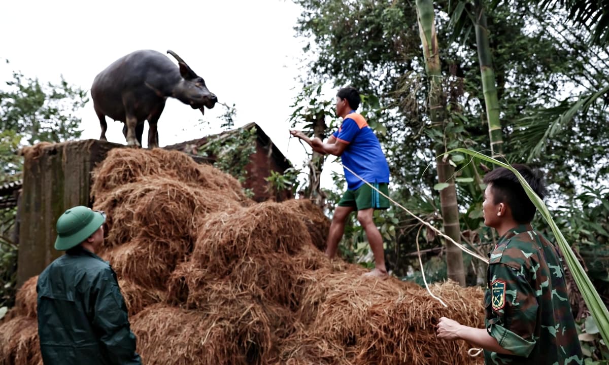 Giải cứu thành công chú trâu mắc kẹt gần 1 tuần trên mái nhà: 'Biết trâu còn sống, tôi mừng rơi nước mắt'