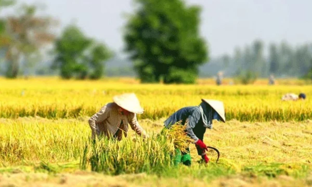 Từ 1/1/2026, hộ gia đình nào được miễn thuế sử dụng toàn bộ diện tích đất nông nghiệp?