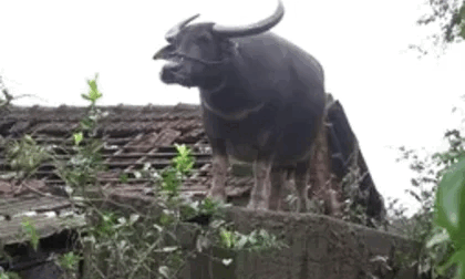 Clip trâu đứng chênh vênh, mắc kẹt trên mái nhà 5 ngày chờ chủ giữa rốn lũ