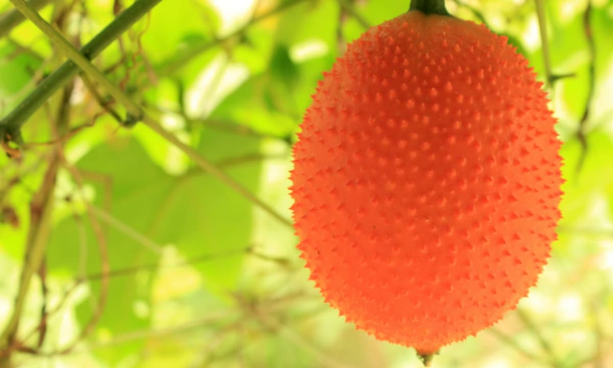 Loại quả Việt Nam được ví như 'báu vật từ thiên đường', không chỉ có khả năng chống ung thư mà còn nhiều lợi ích tuyệt vời khác