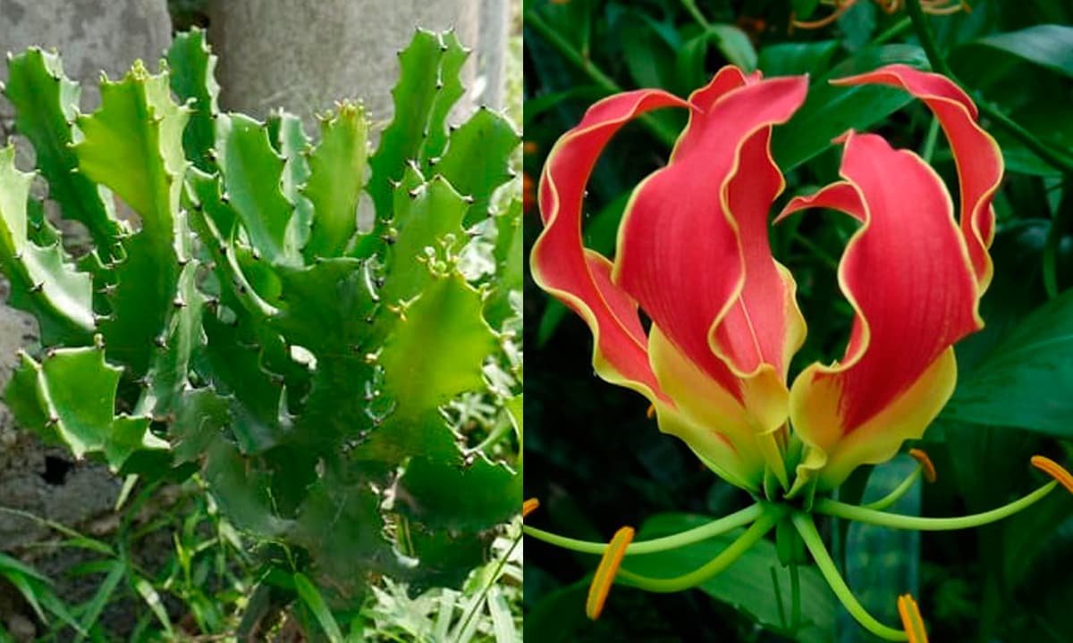 Muốn nhà cửa êm ấm thì ĐỪNG trồng 4 cây này kẻo tiền bạc 'đội nón ra đi'