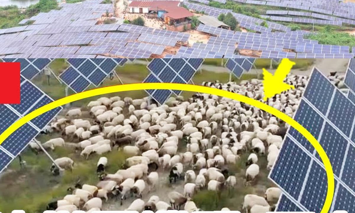 Trung Quốc từng lùa 5.000 con cừu vào nhà máy điện, cừu đã giải quyết được hai vấn đề toàn cầu lớn?