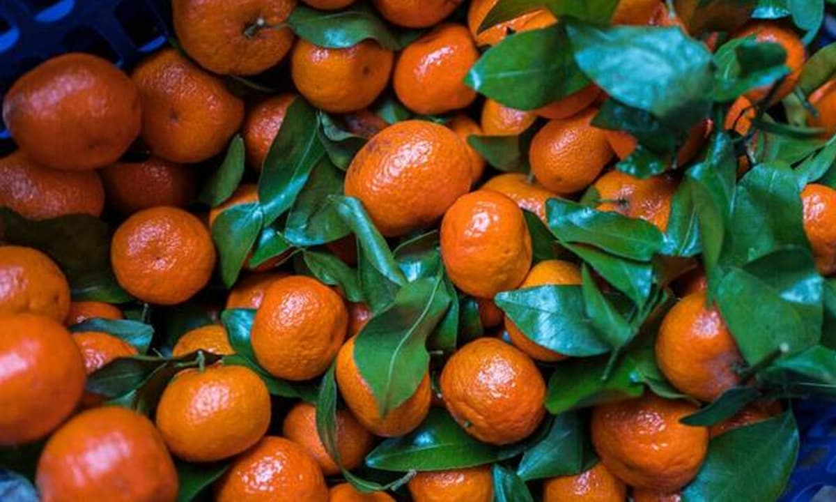 Mua quýt đường, nên chọn quả có hay không có lá? Hướng dẫn bạn mẹo chọn quýt đảm bảo ngon và ngọt 