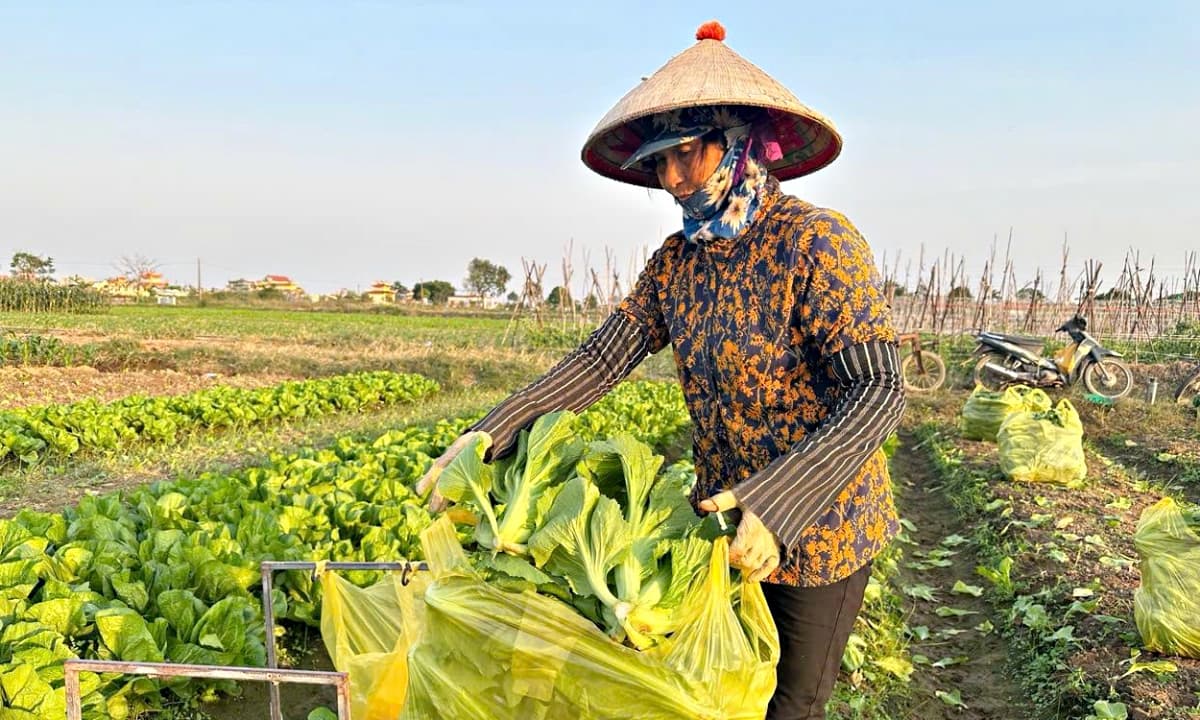 Vừa vào vụ Đông chưa lâu, nông dân Ninh Bình đã lãi đậm, giá bán rau tăng gấp 4-5 lần, ra đến đâu bán hết đến đó