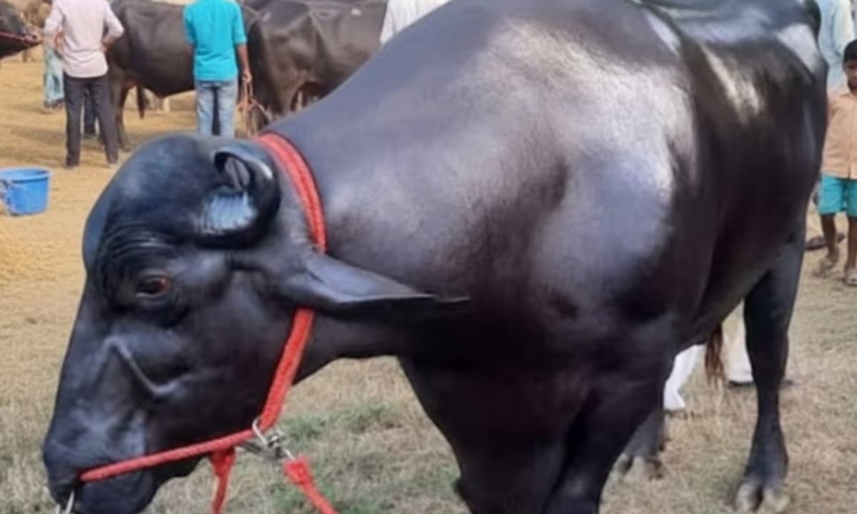 Cận cảnh con trâu màu đen khổng lồ có giá lên đến gần 62 tỷ đồng