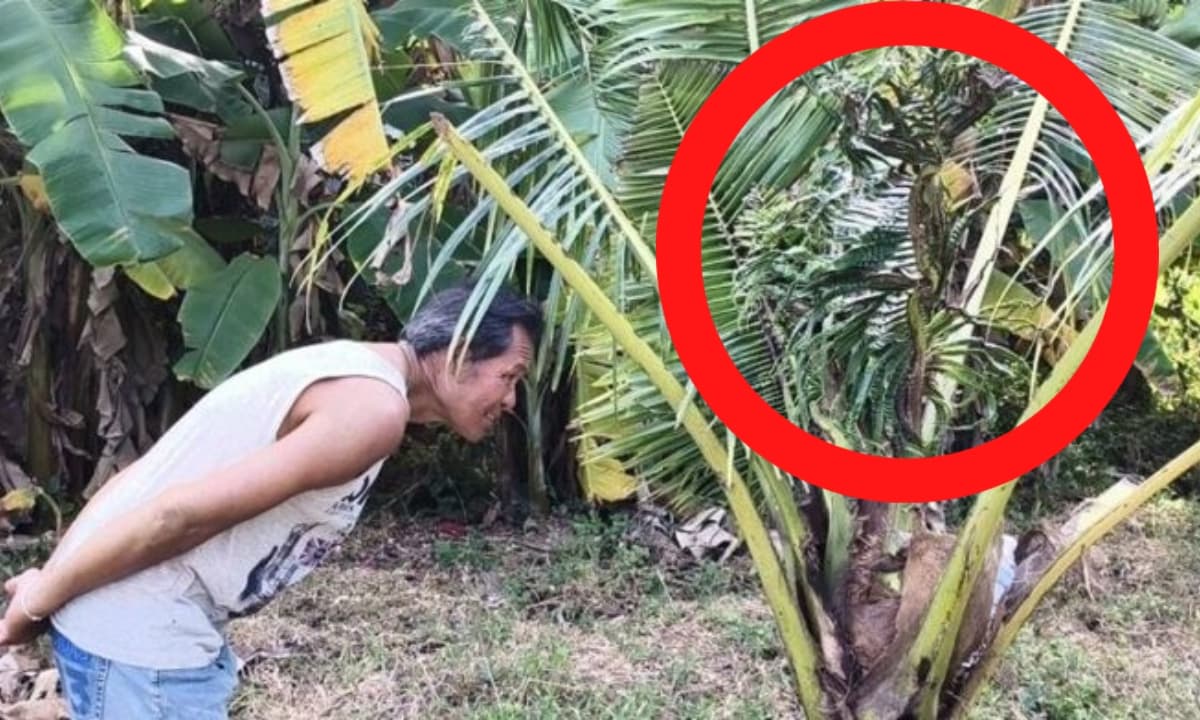 Cây dừa bỗng có hiện tượng kỳ quái, người dân ùn ùn kéo đến xem, còn thắp hương khấn vái