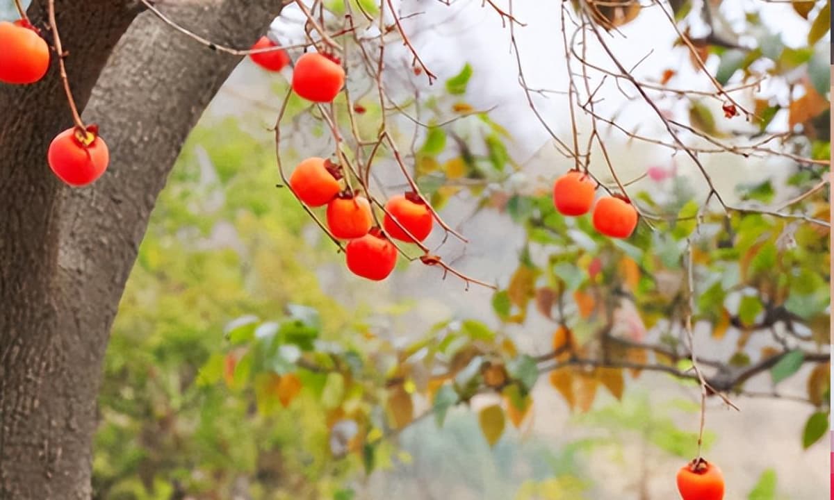 'Ba cây bên trong cổng, tài lộc cho muôn đời': Ba cây này là gì? Hãy kiểm tra xem sân nhà bạn có trồng chúng không