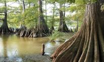 Việt Nam sở hữu quần thể 162 cây gỗ quý hiếm: Có niên đại từ 10 triệu năm trước, 'núi tiền' cũng không mua nổi