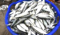 Đi chợ thấy loại cá này nhớ mua ngay: Dinh dưỡng vượt cá hồi mà giá chỉ bằng 1/5, tốt bậc nhất thế giới