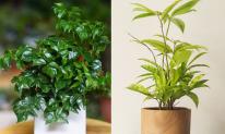 Trồng 1 trong 5 loại cây này: Người mệnh Thủy như có 'lá bùa phong thủy' giữ của, hút tài lộc về nhà