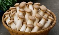 Loại nấm được ví như 'bào ngư chay', rất tốt cho hệ miễn dịch và tim mạch, bán đầy ngoài chợ với giá rẻ bèo