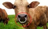Vì sao bò lại phải xỏ mũi đeo vòng mà không dùng dây cương như ngựa?