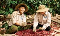 'Vàng' của người nông dân Việt vào mùa ‘lấp lánh’: Xuất khẩu phá đỉnh lịch sử, thu về hơn 210 nghìn tỷ đồng, do đâu mà giá liên tục tăng phi mã?