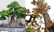 Tổ Tiên căn dặn: 'Đừng trồng cây dữ trước nhà, lộc tới cửa cũng hóa hư không', cây dữ ở đây là cây gì?