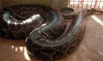 Loài rắn dài nhất thế giới: Ở Việt Nam cũng có, từng ghi nhận cá thể đạt gần 10 mét