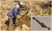 Người nông dân bất ngờ đào được con rắn đen mắt đỏ, chuyên gia cứ khăng khăng là rồng: Sự thật là gì?