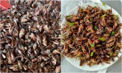 Loài tôm kỳ lạ biết leo cây ở Lạng Sơn: Đặc sản giá nửa triệu đồng/kg vẫn được dân sành ăn săn lùng