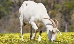 Sau mồng 1 tháng 9 âm, 4 con giáp cần thận trọng, phòng tiểu nhân hãm hại