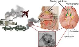 Ô nhiễm không khí giết người theo cách nào?