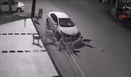 Đàn chó hung dữ phá nát xe ô tô 4 chỗ đỗ bên đường