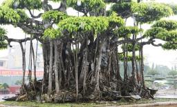 Cận cảnh 'siêu cây' được khách Nhật định giá 460 tỷ ở Thanh Hoá