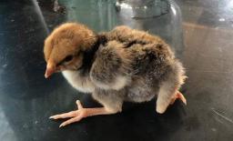 Gà con có 4 chân xuất hiện ở Thanh Hoá khiến người dân đổ xô tới xem