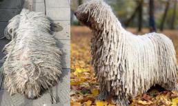 Cứ ngỡ cây lau nhà, hóa ra lại là chú chó nổi tiếng thế giới 