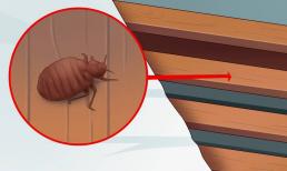 4 dấu hiệu cơ bản để nhận biết rệp đang 'làm tổ' trên giường nhà bạn