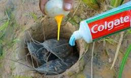 Dùng kem đánh răng và trứng sống, nam thanh niên bắt trọn ổ cá trê trong vài phút