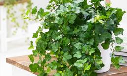 Loại cây phong thủy 'hút' tài lộc trong dịp đầu năm mới