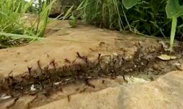 Thảm kịch nào xảy đến với một con trăn khổng lồ khi vô tình gặp hàng triệu con kiến diễu dành trên đường?